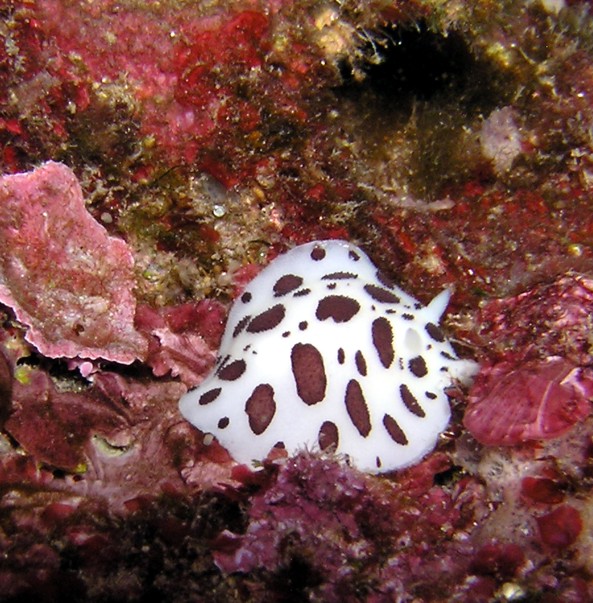 Discodoris atromaculata